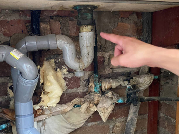 Best Mold removal after water damage  in Carrollton, AL